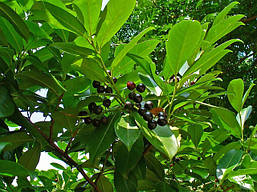 Лавровишня лікарська 3 річна, Лавровишня лекарственная, Prunus laurocerasus, фото 5