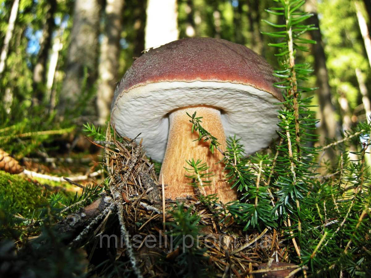 Міцеля Білий гриб ялиновий, Boletus edulis