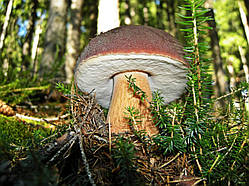 Міцеля Білий гриб ялиновий, Boletus edulis