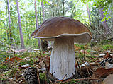 Міцеля Білий гриб ялиновий, Boletus edulis, фото 2