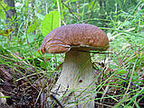 Міцеля Білий гриб ялиновий, Boletus edulis, фото 5