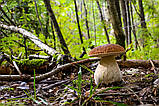 Міцеля Білий гриб ялиновий, Boletus edulis, фото 6