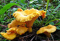 Мицелий Лисичка жёлтая, Cantharellus cibarius