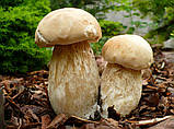 Міцеля Білий гриб березовий, Boletus betulicola, фото 3