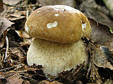 Міцеля Білий гриб березовий, Boletus betulicola, фото 2