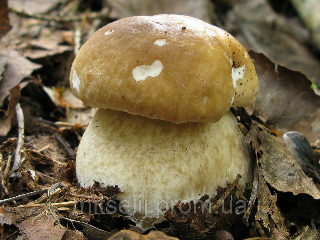 Мицелий Белый гриб берёзовый, Boletus betulicola - фото 2 - id-p35945020