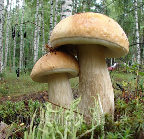 Міцеля Білий гриб березовий, Boletus betulicola