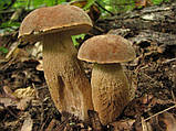 Міцеля Білий гриб сітчастий, Boletus reticulatus, фото 2