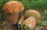 Мицелий Белый гриб сетчатый, Boletus reticulatus