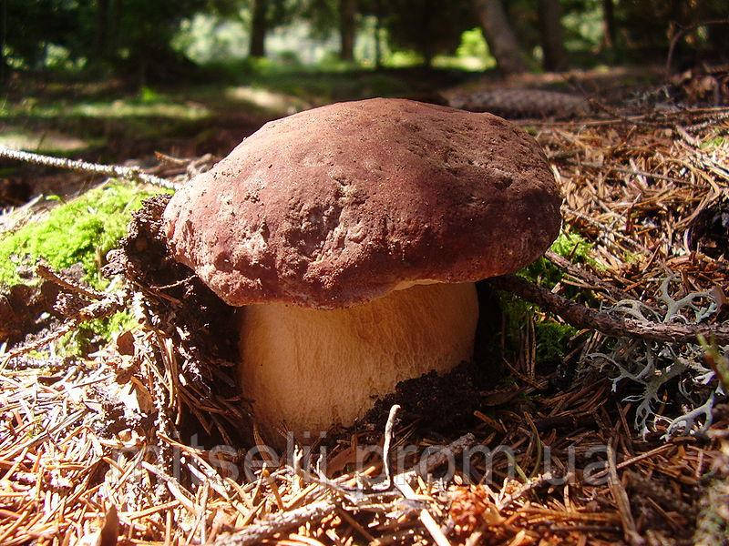 Міцеля Білий гриб сосновий, Boletus pinophilus