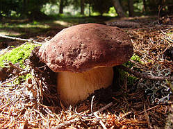 Міцеля Білий гриб сосновий, Boletus pinophilus