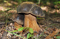 Мицелий Белый гриб тёмно-бронзовый, Boletus aereus