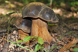 Міцеля Білий гриб темно-бронзовий, Boletus areus