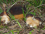 Міцеля Білий гриб темно-бронзовий, Boletus areus, фото 4