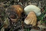 Міцеля Білий гриб темно-бронзовий, Boletus areus, фото 5