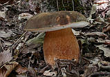 Міцеля Білий гриб темно-бронзовий, Boletus areus, фото 6