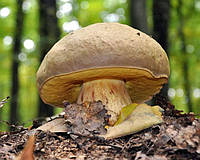 Мицелий Боровик жёлтый, Boletus impolius