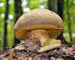 Міцеля Боровик жовтий, Boletus impolius