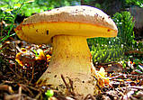 Міцеля Боровик жовтий, Boletus impolius, фото 2