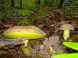 Міцеля Боровик жовтий, Boletus impolius, фото 3