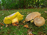 Міцеля Боровик жовтий, Boletus impolius, фото 4