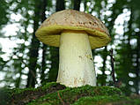 Міцеля Боровик жовтий, Boletus impolius, фото 5