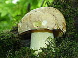 Міцеля Боровик жовтий, Boletus impolius, фото 6