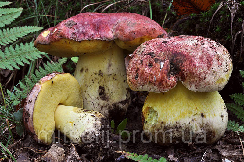 Міцеля Боровик королівський, Boletus regius