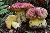 Мицелий Боровик королевский, Boletus regius