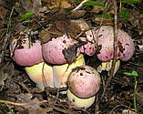 Міцеля Боровик королівський, Boletus regius, фото 3