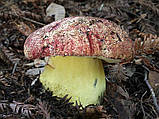 Міцеля Боровик королівський, Boletus regius, фото 4