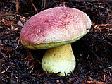 Міцеля Боровик королівський, Boletus regius, фото 5