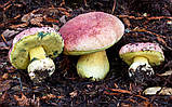 Міцеля Боровик королівський, Boletus regius, фото 6