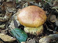 Мицелий Болет укоренённый, Boletus appendiculatus