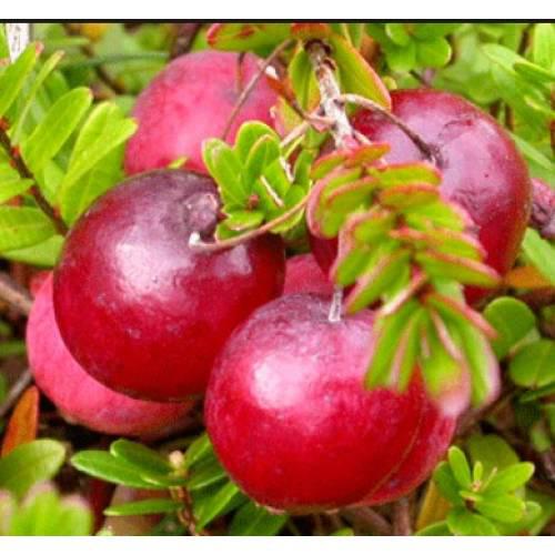 Журавлина Стівенс, контейнер 1 рік, фото 1