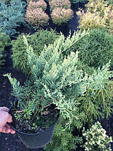 Ялівець віргінський Голден Спрінг ( Juniperus virginiana 'Golden Spring')