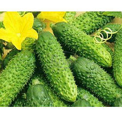 Огірок Гейм, 40с