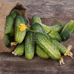 Огірок Дар, 40с