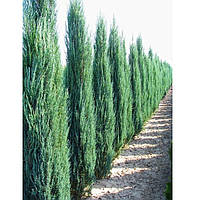 Ялівець скальний Блю Ерроy