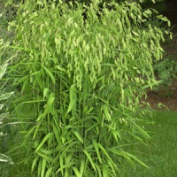 Хасмантіум широколистий, фото 1