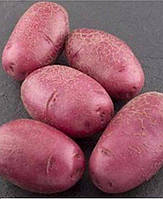 Насінневу картоплю сорт "Фламенко" 1 репродукція