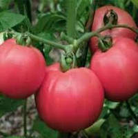 Насіння помідора ТОРБЕЙ F1 (1000 нас.) Bejo Zaden