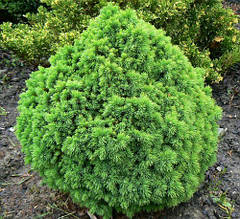 Ялина канадська Alberta Globe (Picea glauca Alberta Globe)