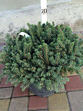 Ялина канадська Echiniformis (Picea glauca Echiniformis)