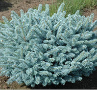 Ялина колюча Waldbrunn (Picea pungens Waldbrunn)