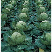 Насіння капусти ПАРЕЛ F1 (2500нас.) білокачанна, Bejo Zaden