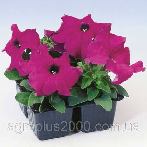 Насіння Петунія великоквіткова Танго F1 Фіолетова 1000 насінин Hem Genetics