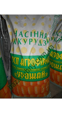 Кукурудза ДН ПИВИХА ФАО 180 фр.2, фото 1