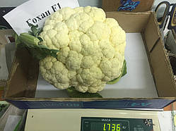 Насіння цвітної капусти Гохан F1 (2500 нас.) Syngenta