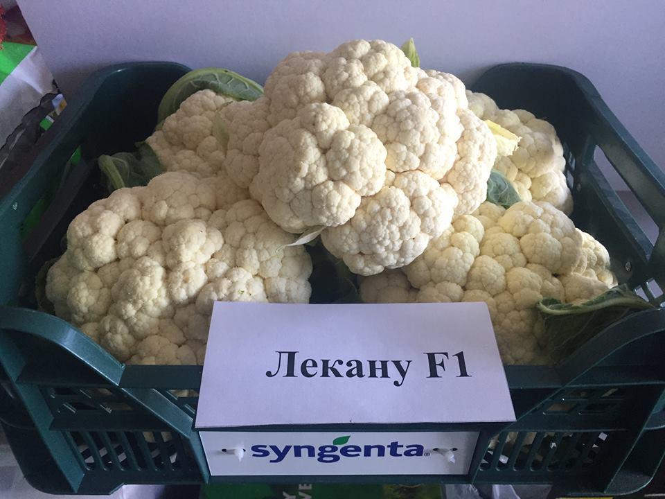 Насіння кольорової капусти Лекану F1 (2500 сем.) Syngenta, фото 1